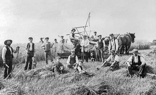 Green Farm harvest - c.1920