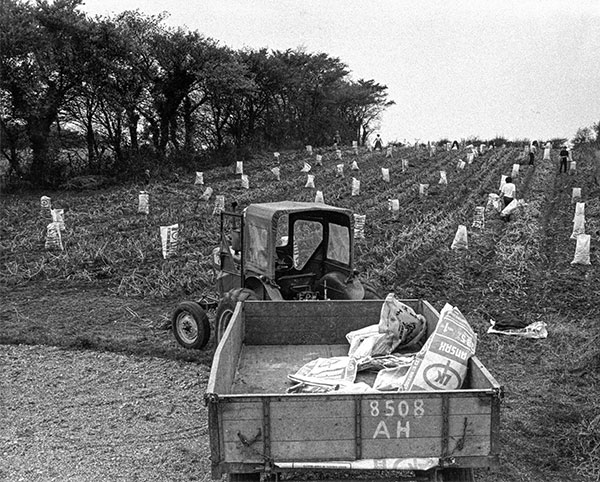Potato Harvest c.1972
