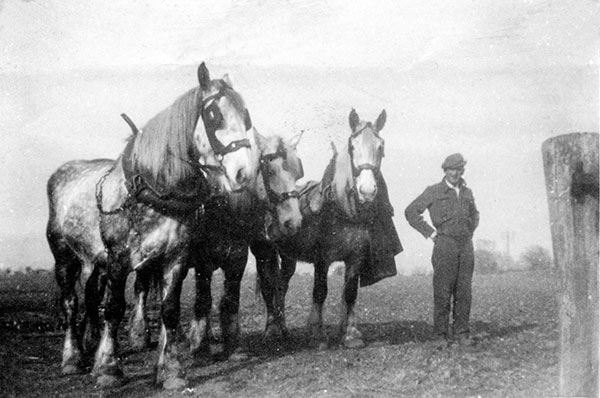 Sam West with Michael Knight's Percherons - c.1955 