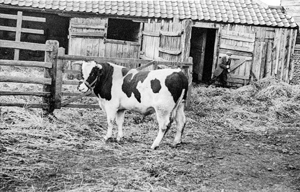 Church Farm bullock shed c.1950