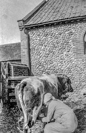 Green Farm yard milking - c.1920