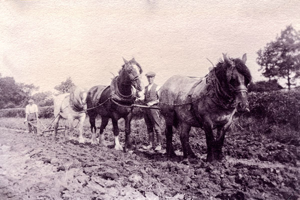 Ploughing at Green Farm - c.1955