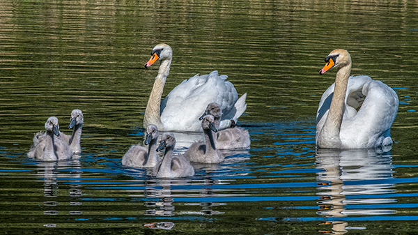 Selbrigg Swans