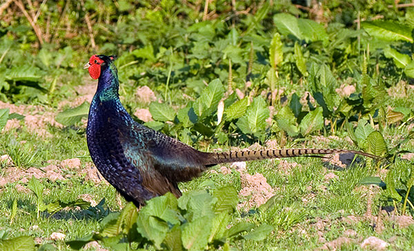 Pheasant