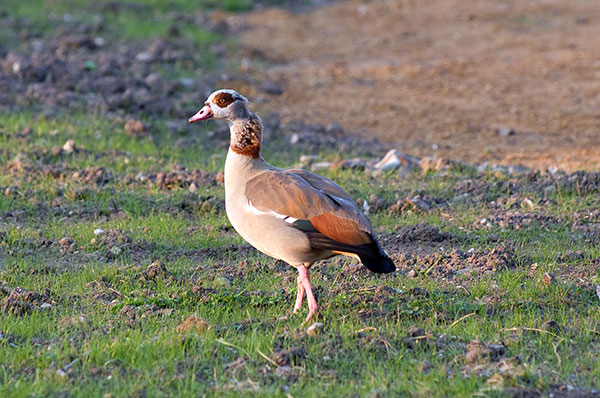 Egyptian Goose