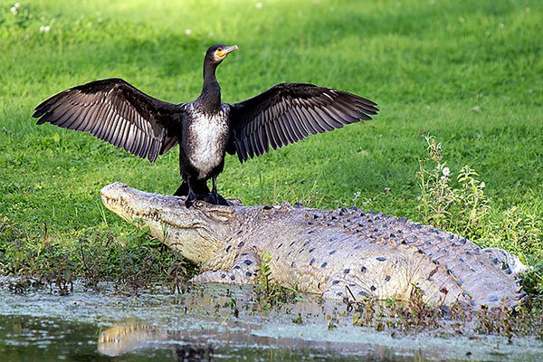 Cormorant