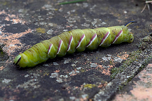 Privet Hawk Moth catapillar