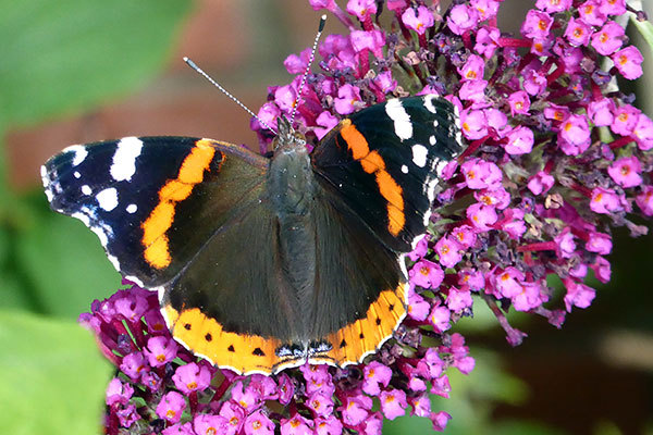 Red Admiral