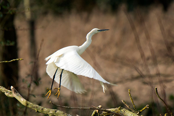 Little Egret