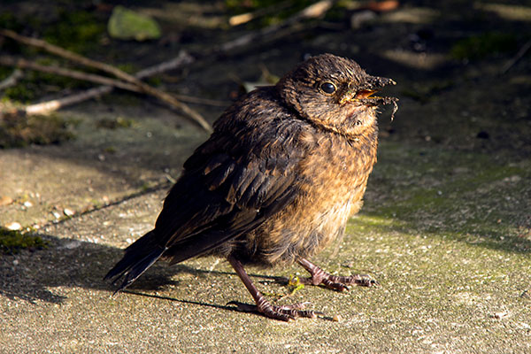 Baby Blackbird