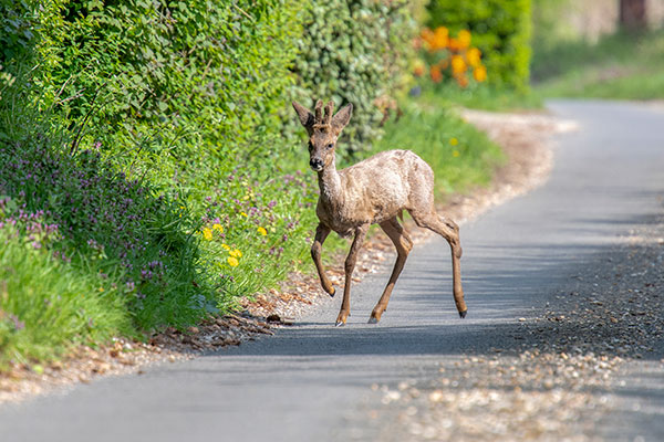 Roe deer