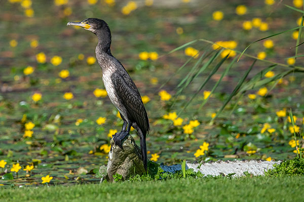 Cormorant