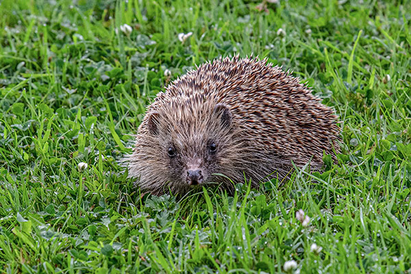 Hedgehog