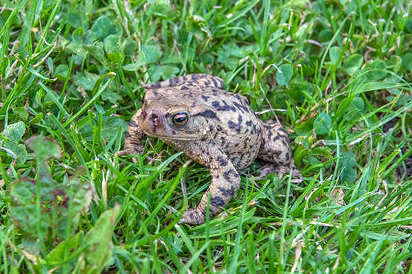 Common toad