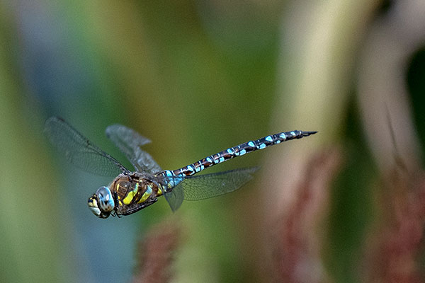 Migrant Hawker