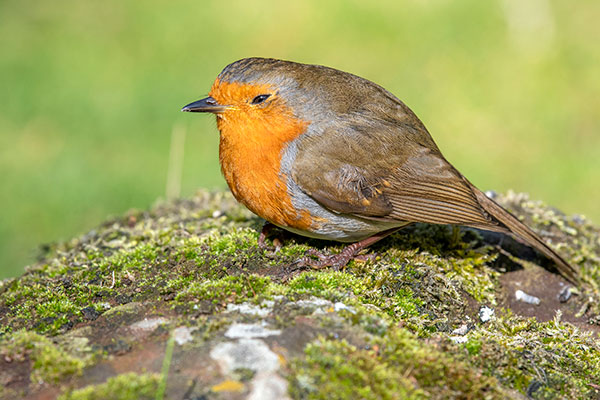 Robin