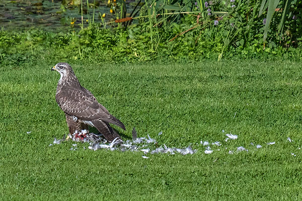 Buzzard