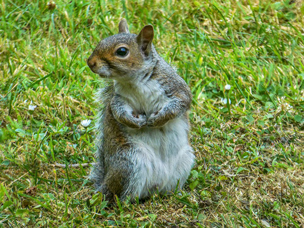 Grey Squirrel