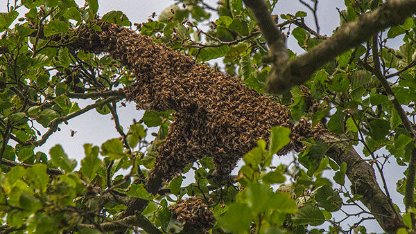 Bee swarm