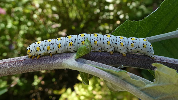 Mullein moth catapillar