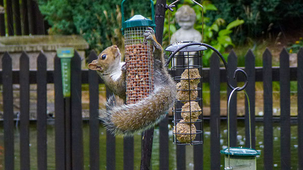 Grey Squirrel