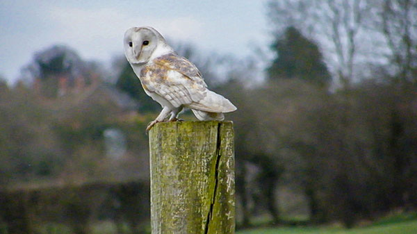 Barn Owl