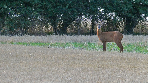 Roe Deer