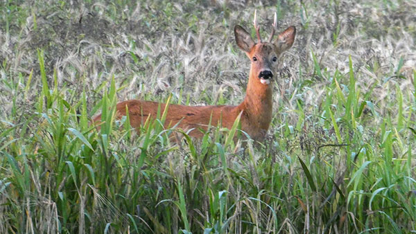 Roe Deer