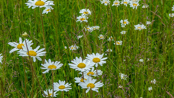 Meadow daisies