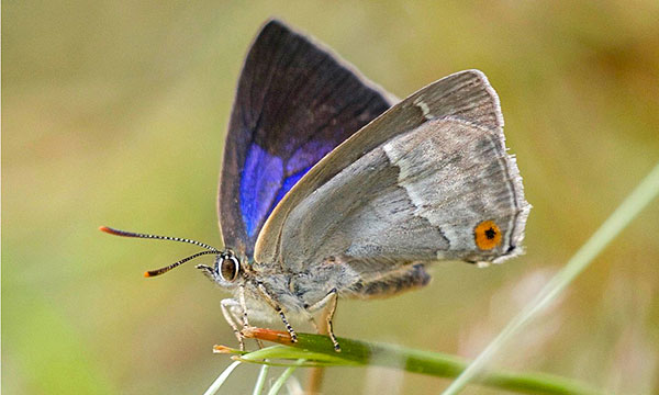 Purple Hairstreak