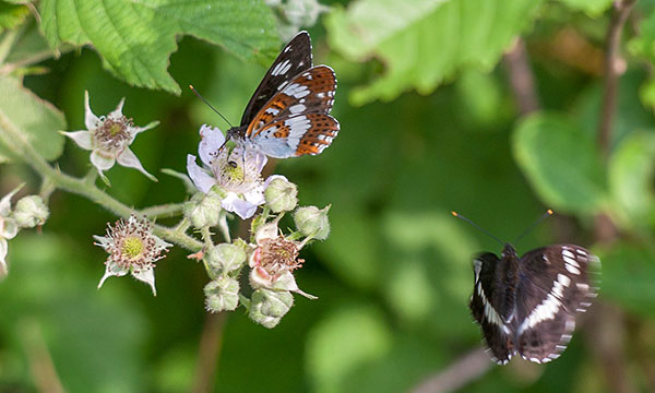 White Admirals