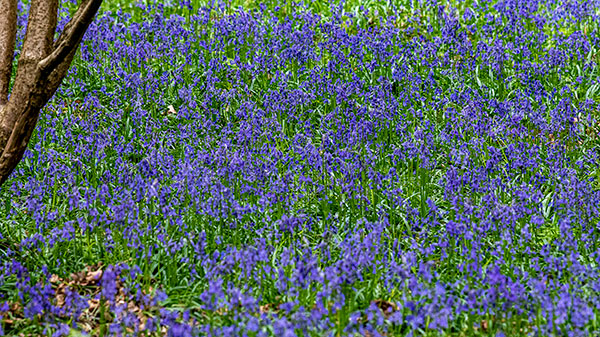 Bluebells