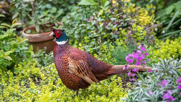 Pheasant