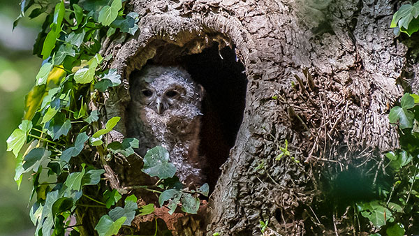 Tawny Owl