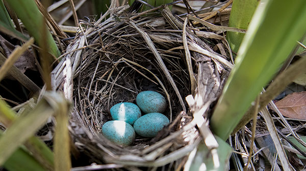 Blackbird nest