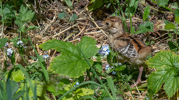 Pheasant chick