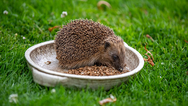 Hedgehog