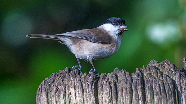 Marsh Tit - 22nd January 2021