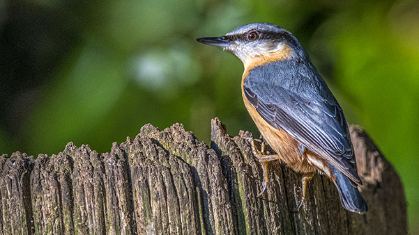 Nuthatch - 22nd January 2021