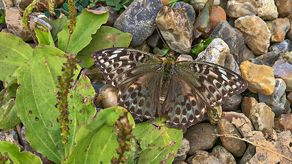 Dark Green Fritillary