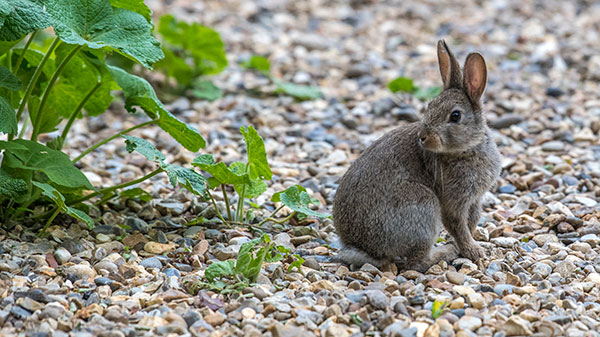 Rabbit - 14th May 2021