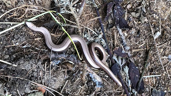 Slow Worm - 14th May 2021