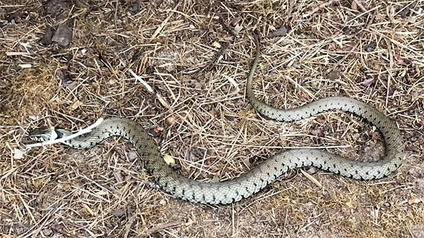 Grass Snake