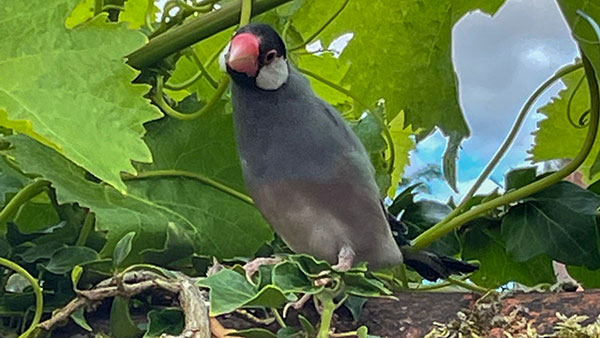 Bali Finch