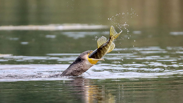 Cormorant-Pike 16Sep2021