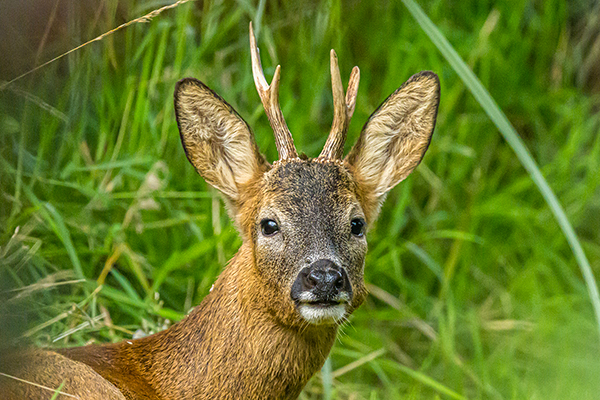 Roe Deer