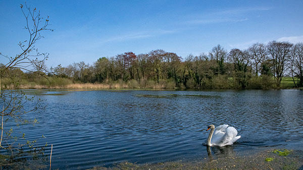 Selbrigg Lake - 16th April 2020