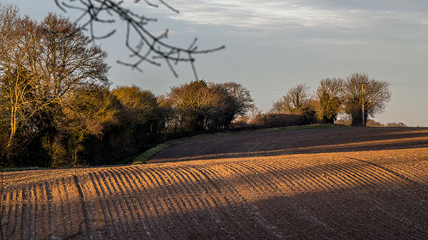 Back Lane - 25th December 2020