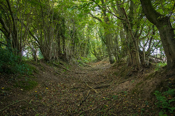 Disused marl pit track - 6th November 2021