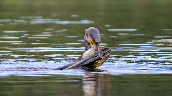 Cormorant-pike 16Sep2021